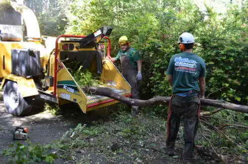 tree services Dublin